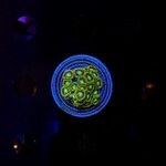 Indonesien A325 - Zoa Ableger - AA Atomic Green