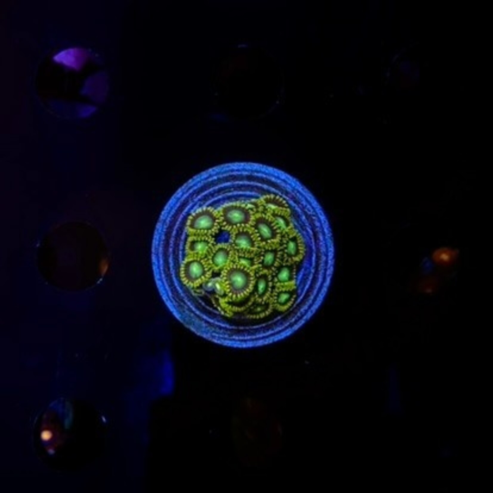 Indonesien A325 - Zoa Ableger - AA Atomic Green