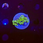 Indonesien A330 - Zoa Ableger - AA Blueberry Pie