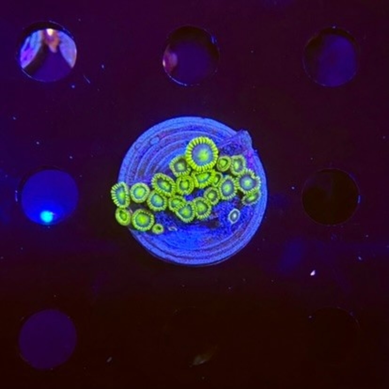 Indonesien A330 - Zoa Ableger - AA Blueberry Pie