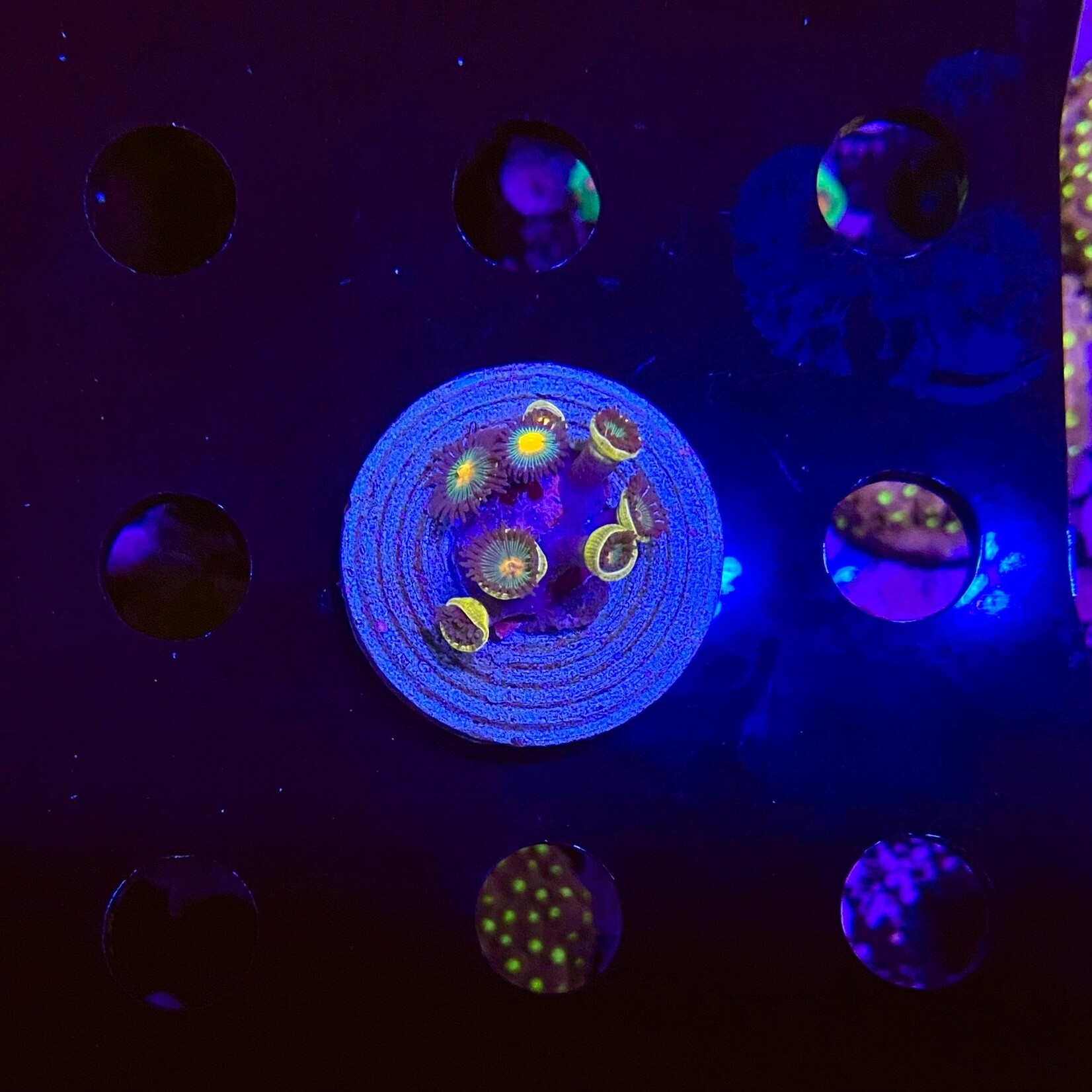 Indonesien A332 - Zoa Ableger - AA Zombie Eye