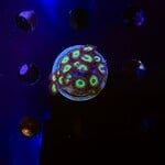 Indonesien A335 - Zoa Ableger - AA Mean Green