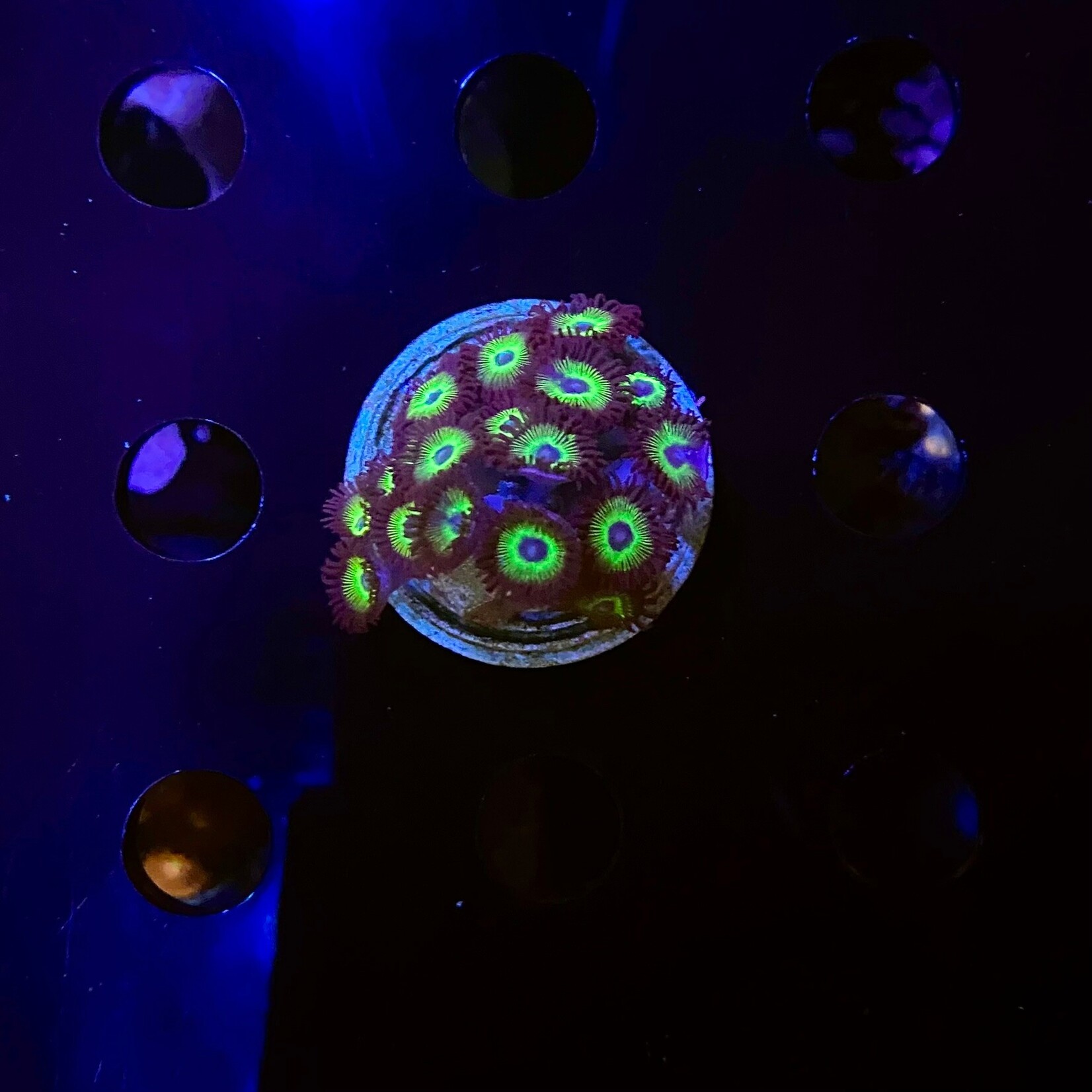 Indonesien A335 - Zoa Ableger - AA Mean Green