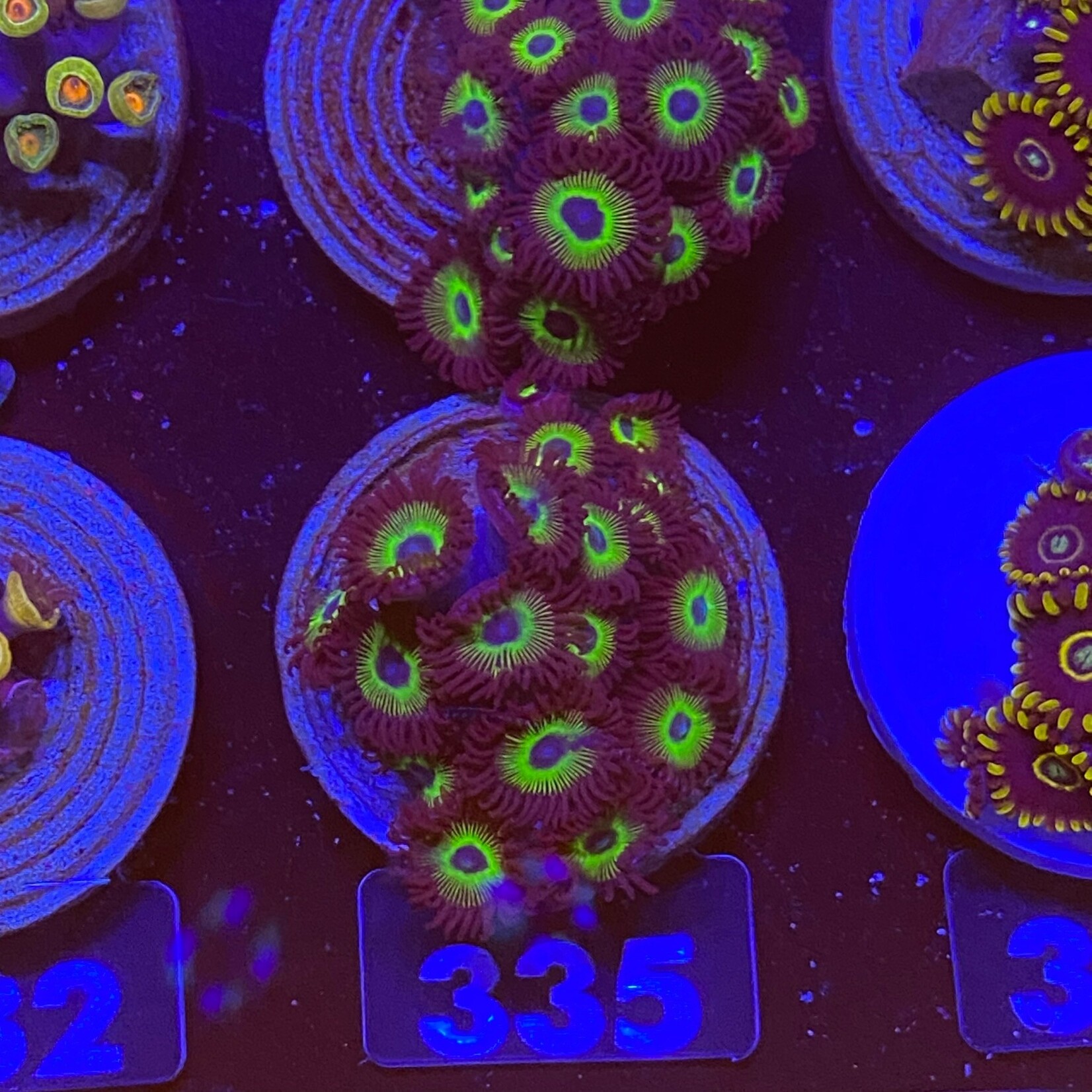 Indonesien A335 - Zoa Ableger - AA Mean Green