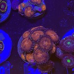 Indonesien A342 - Zoa Ableger - AA Mambo Jambo