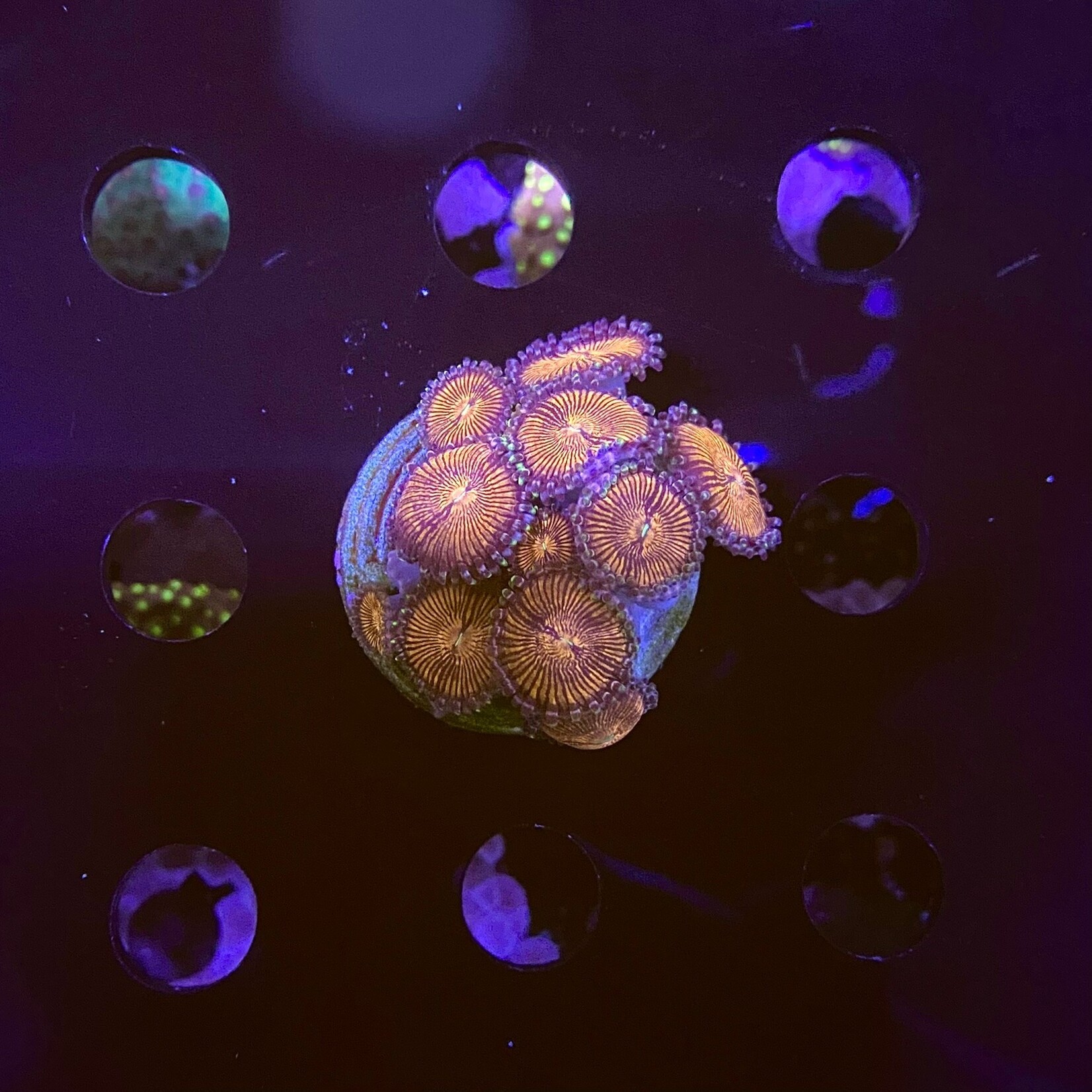 Indonesien A342 - Zoa Ableger - AA Mambo Jambo