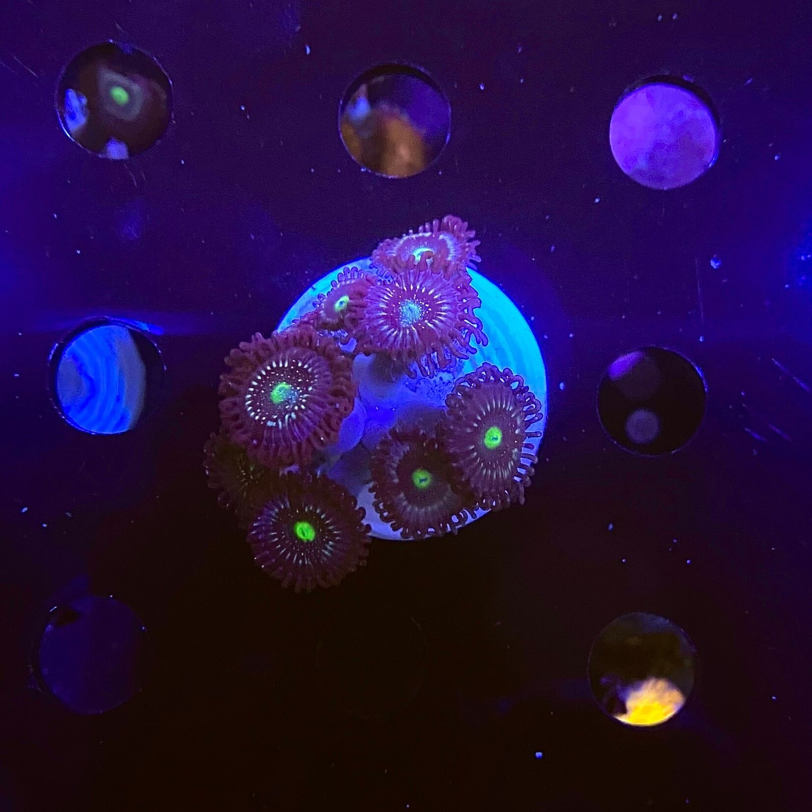 Indonesien A345 - Zoa Ableger - AA Blue Lagoon