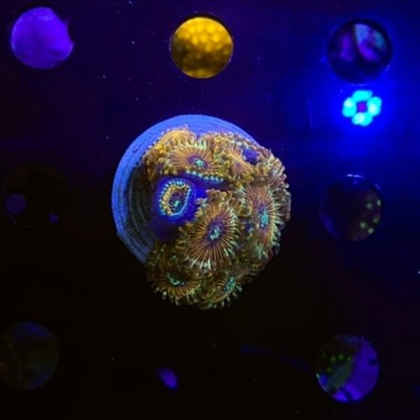 Indonesien A347 - Zoa Ableger - AA Magician