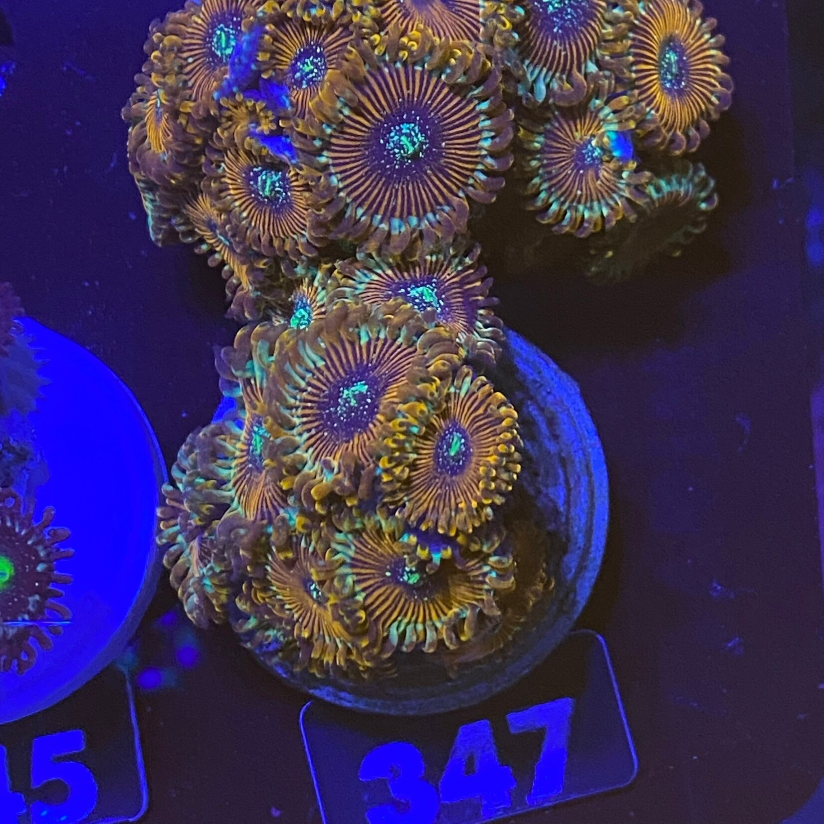 Indonesien A347 - Zoa Ableger - AA Magician