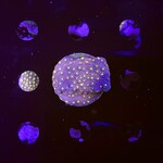 Indonesien A348 - Cyphastrea - AA Bling Bling