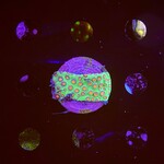 Indonesien A349 - Cyphastrea - AA Christmas Bells