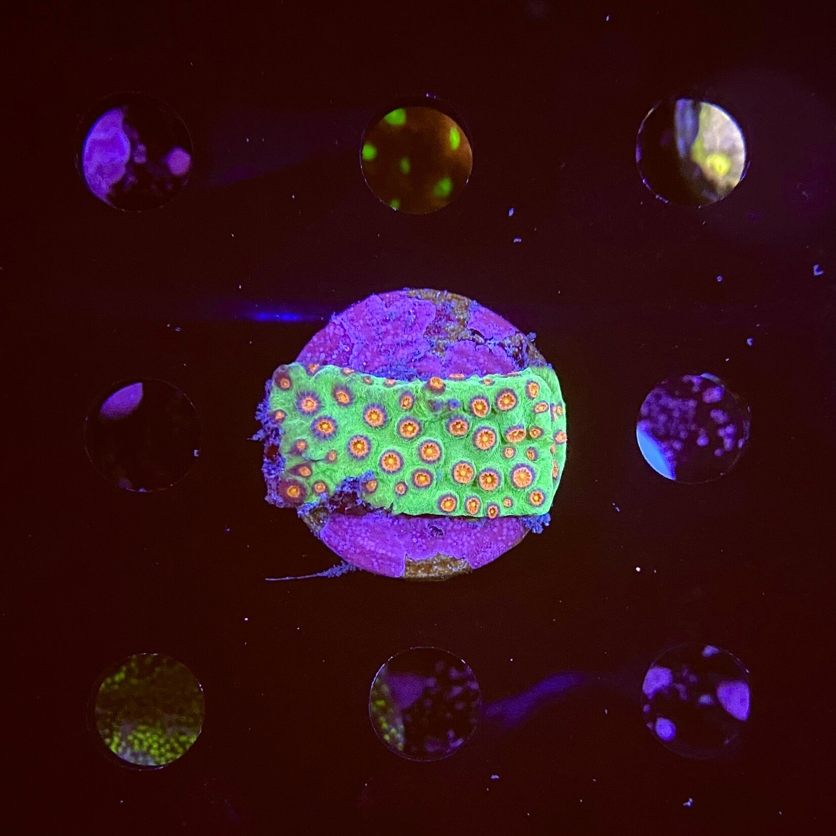 Indonesien A349 - Cyphastrea - AA Christmas Bells