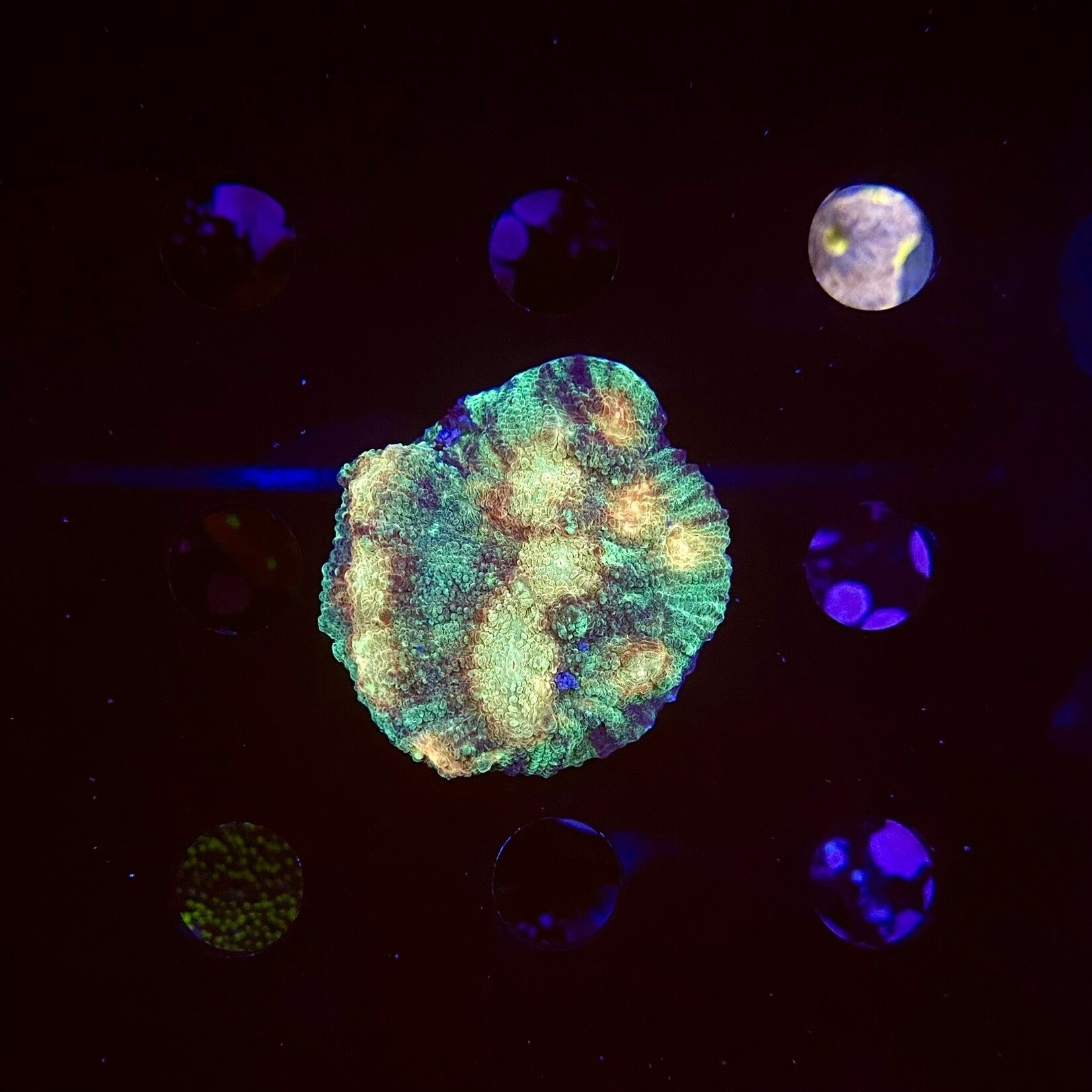 Indonesien A362 - Chalice Ableger - AA Raja Rampage