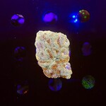 Indonesien A363 - Favia Ableger - A AOrange Warpaint