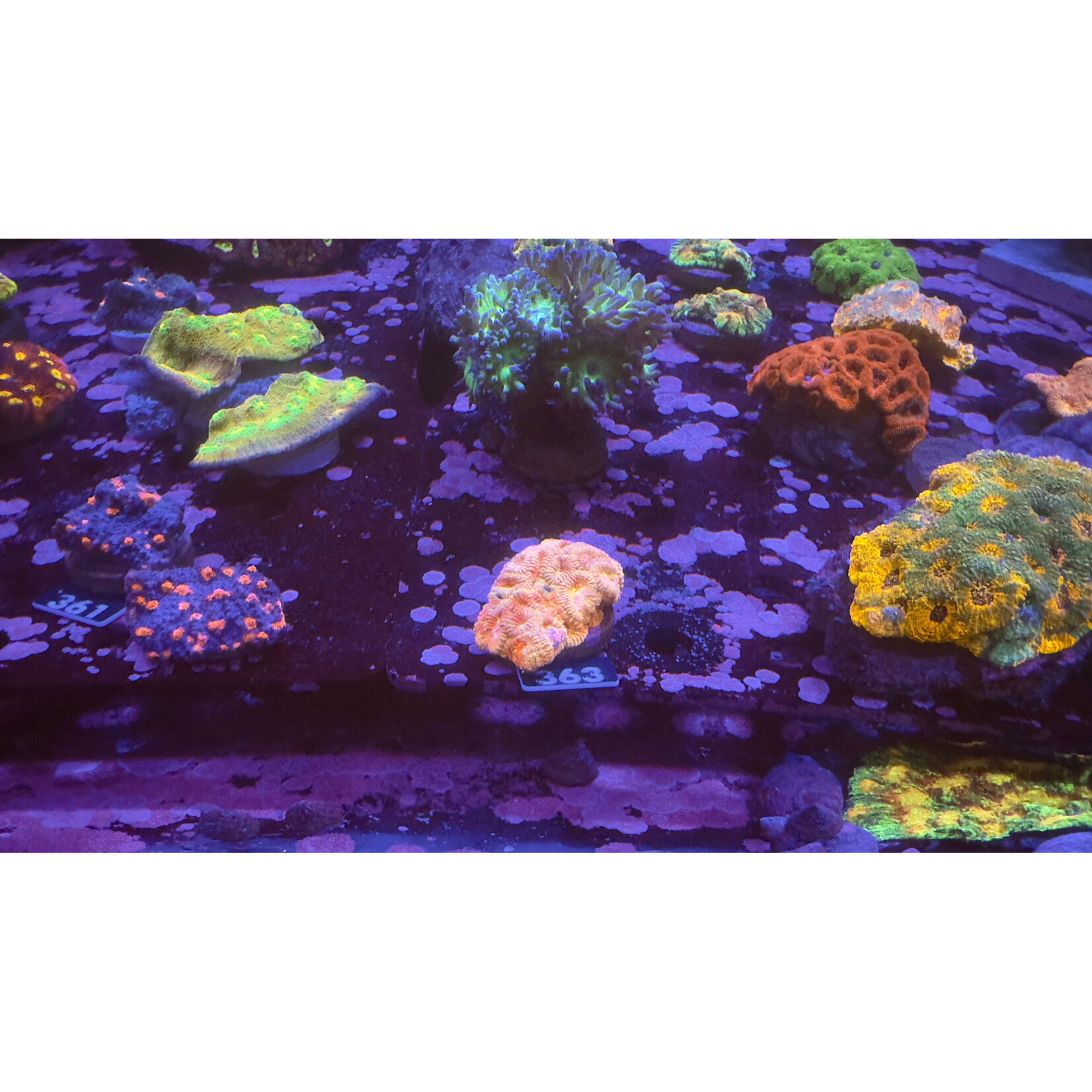 Indonesien A363 - Favia Ableger - A AOrange Warpaint