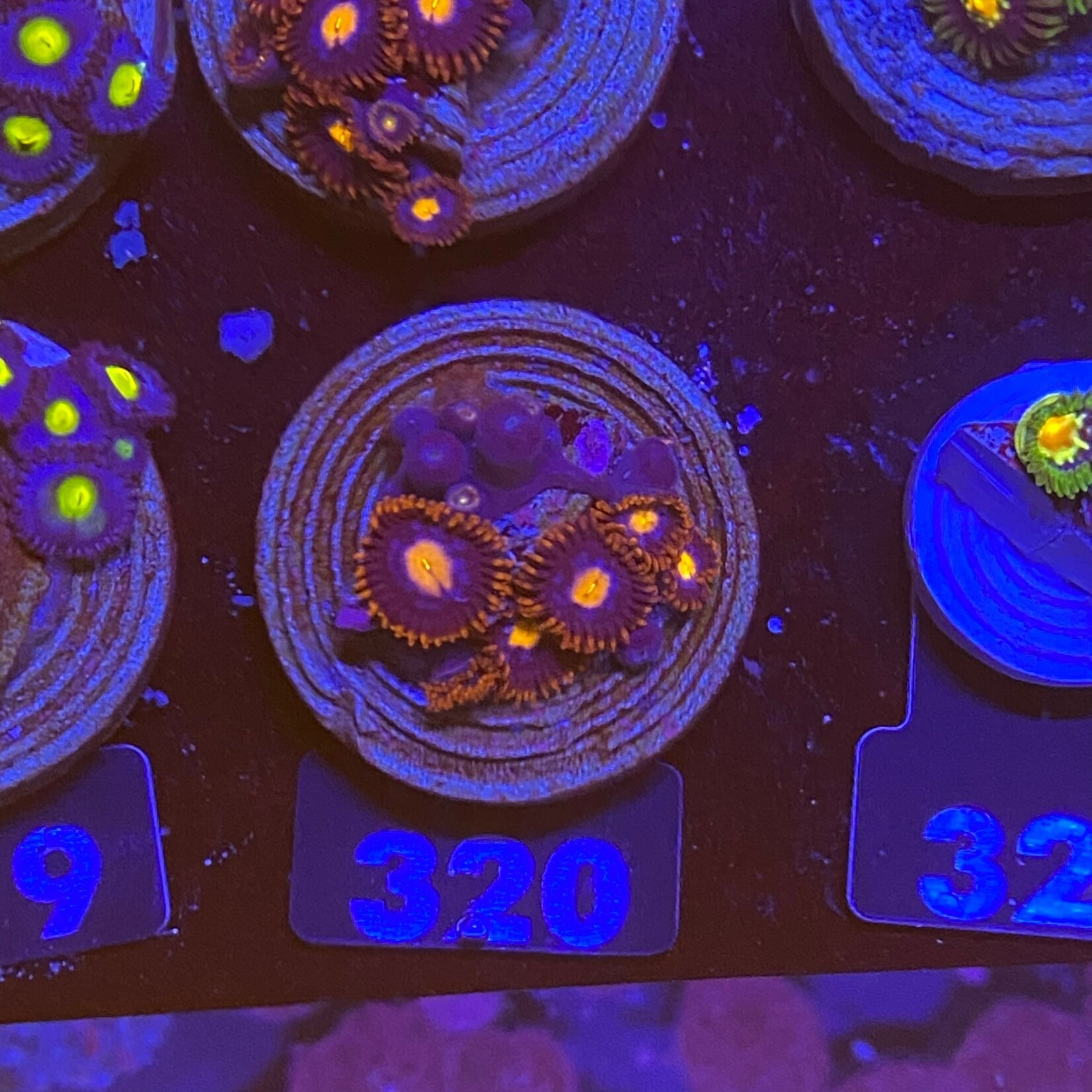 Indonesien A320 - Zoa Ableger - AA Blue / Orange Lash