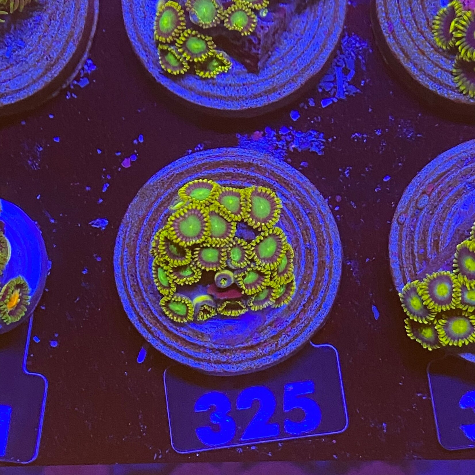 Indonesien A325 - Zoa Ableger - AA Atomic Green