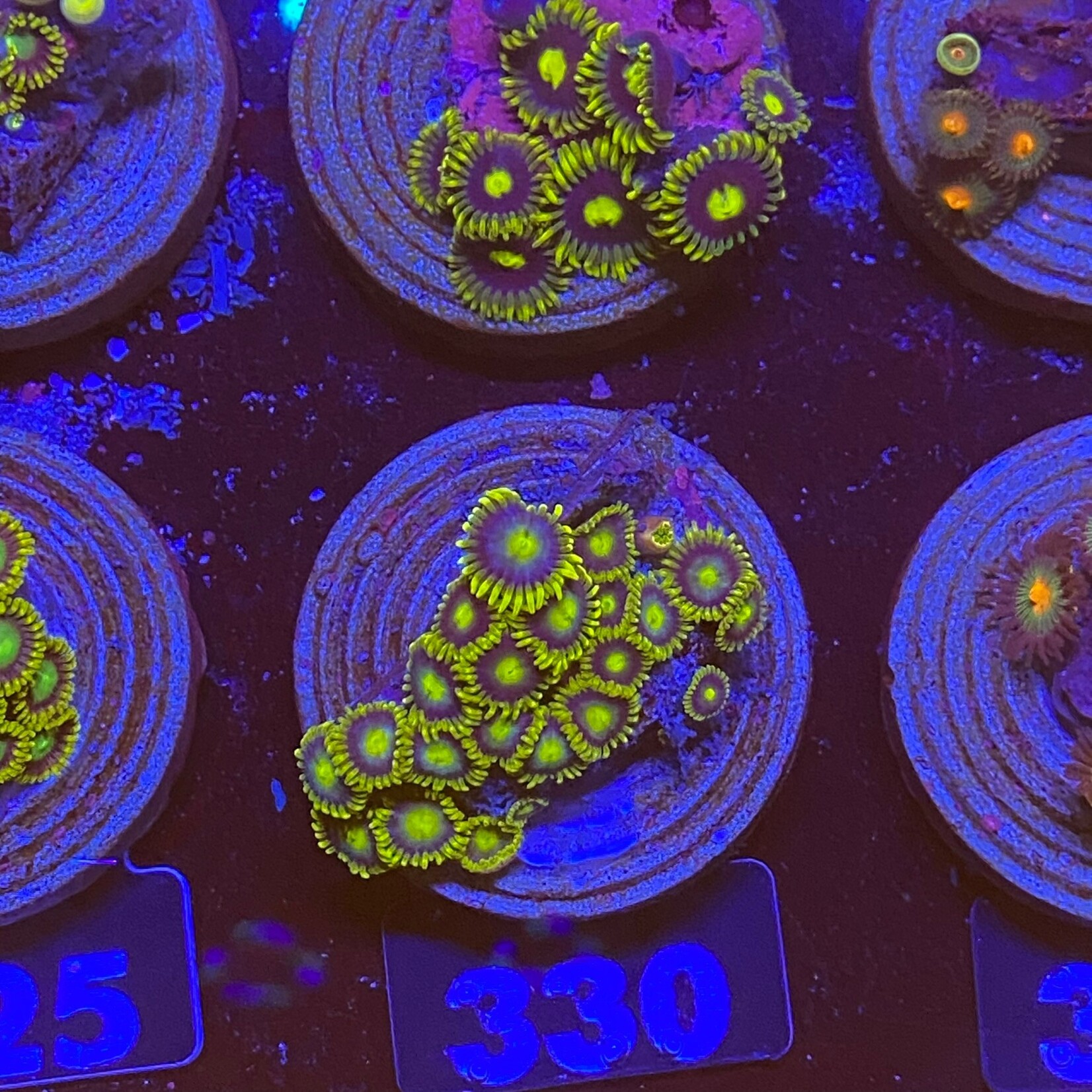 Indonesien A330 - Zoa Ableger - AA Blueberry Pie