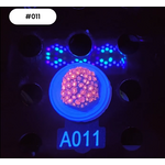 Indonesien A011 - Goniopora Rosa