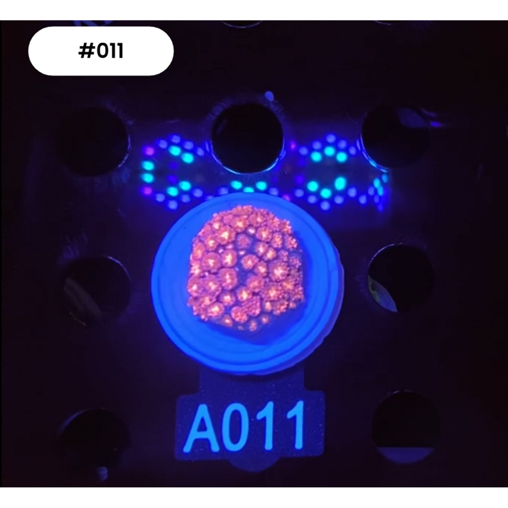 Indonesien A011 - Goniopora Rosa