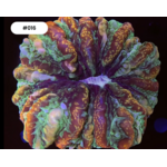 Indonesien 016 - Indophyllia Red Multicolor