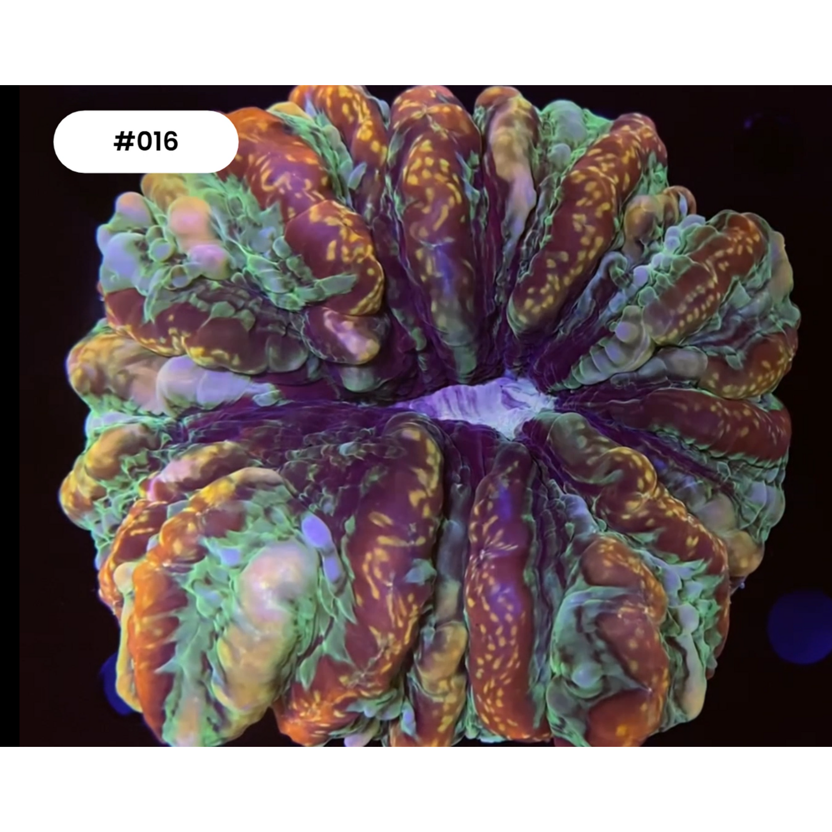 Indonesien A016 - Indophyllia Red Multicolor