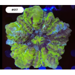 Indonesien A017 - Acanthophyllia Green Multicolor