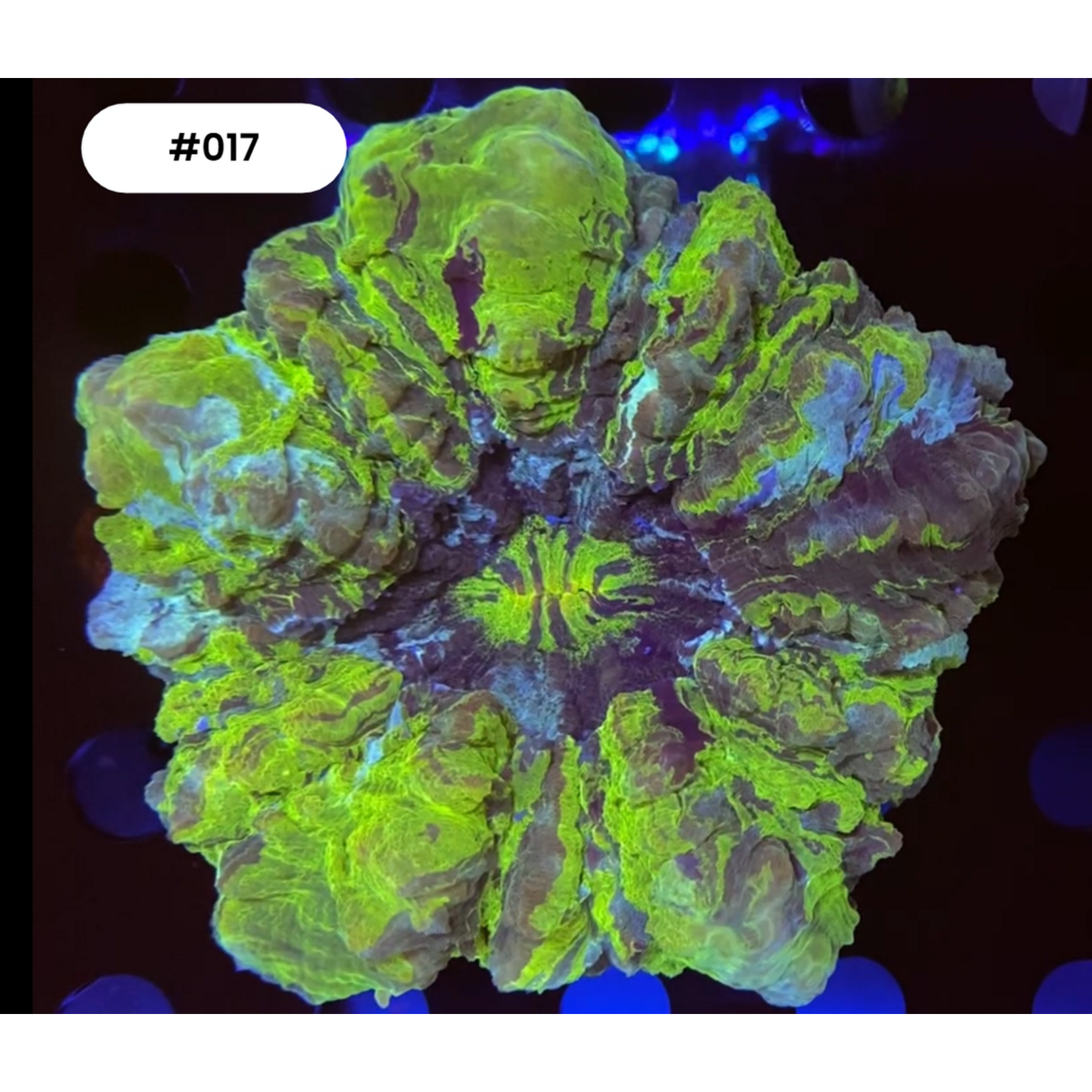 Indonesien A017 - Acanthophyllia Green Multicolor