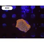 Indonesien A030 - Monti Ableger - AA Flaming Phoenix