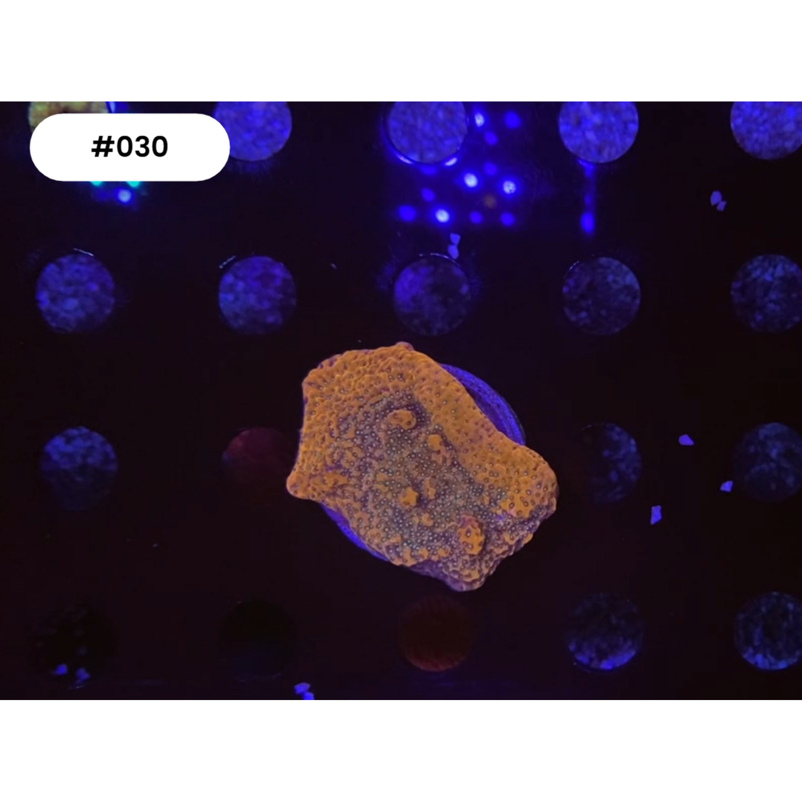 Indonesien A030 - Monti Ableger - AA Flaming Phoenix