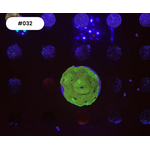 Indonesien A032 - Favia Green