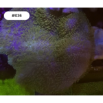 Indonesien A036 - Sarcophyton - Pilzlederkoralle Green