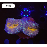 Indonesien A038 - Lobophyllia Orange