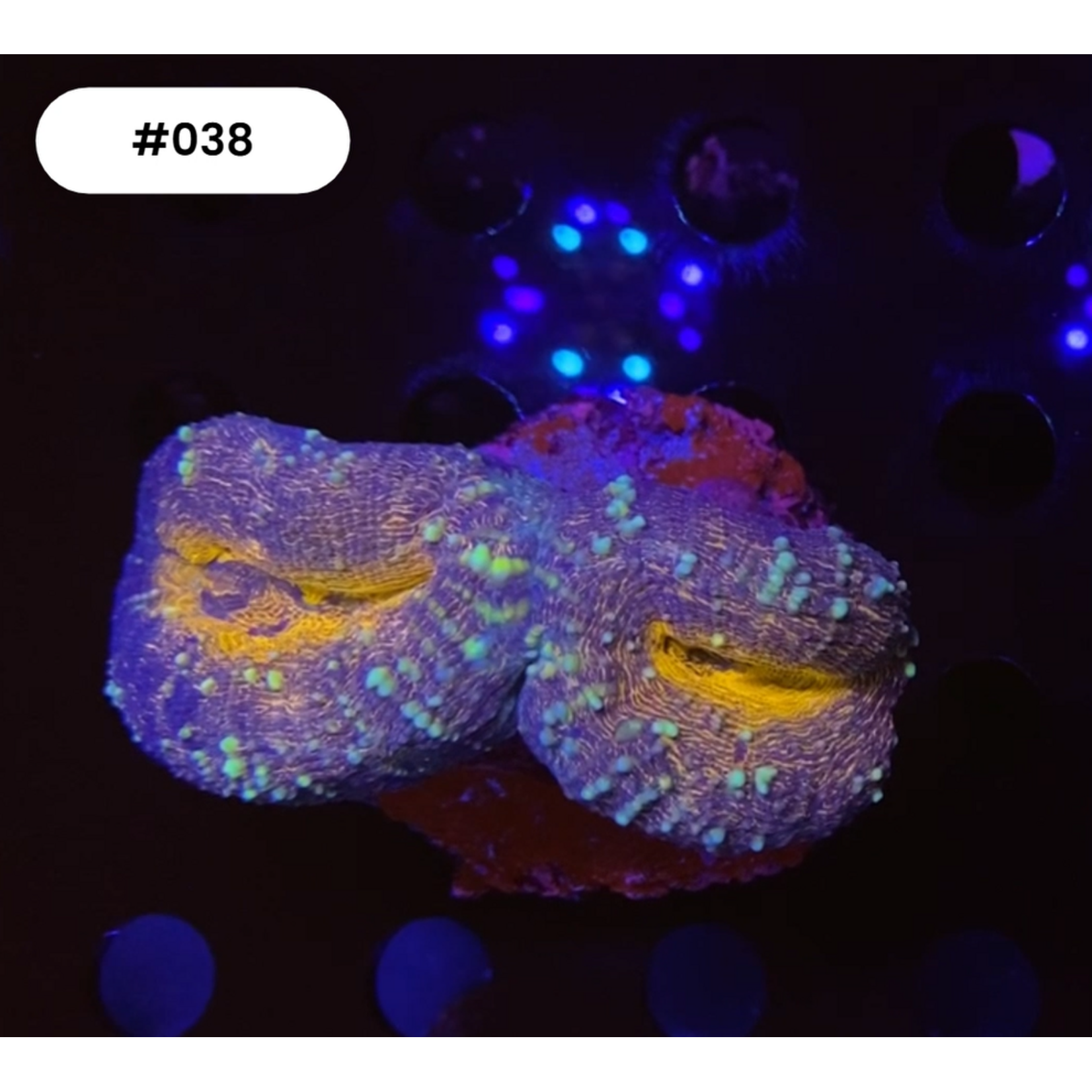 Indonesien A038 - Lobophyllia Orange