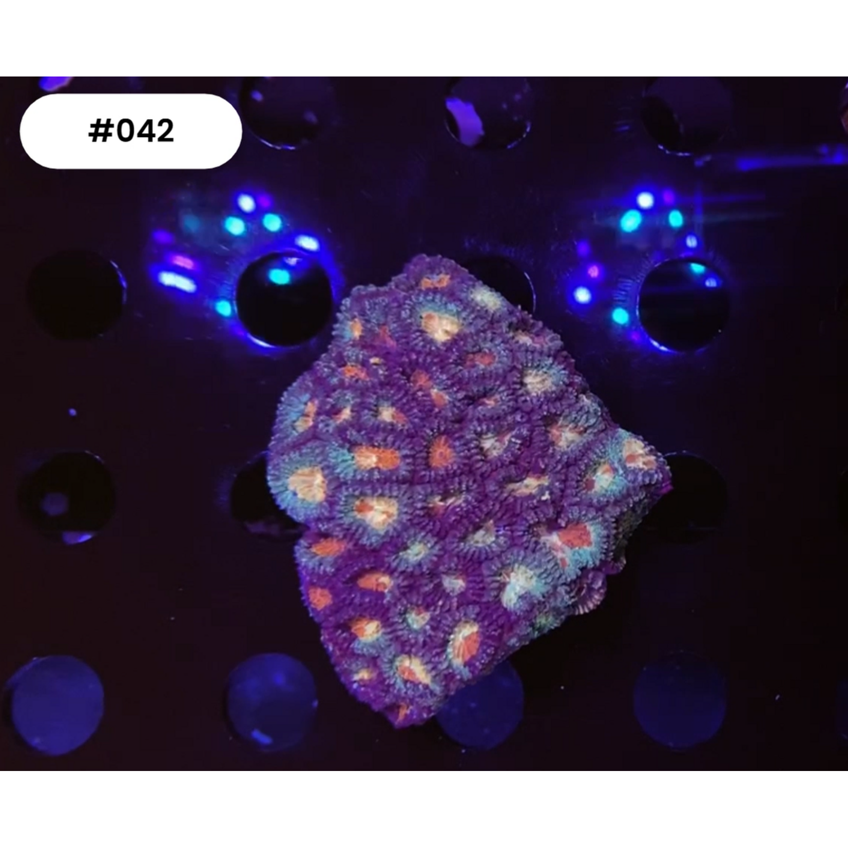 Indonesien A042 - Favia Red Eye