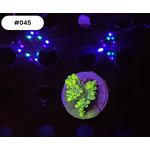 Indonesien A045 - Acro Ableger Green