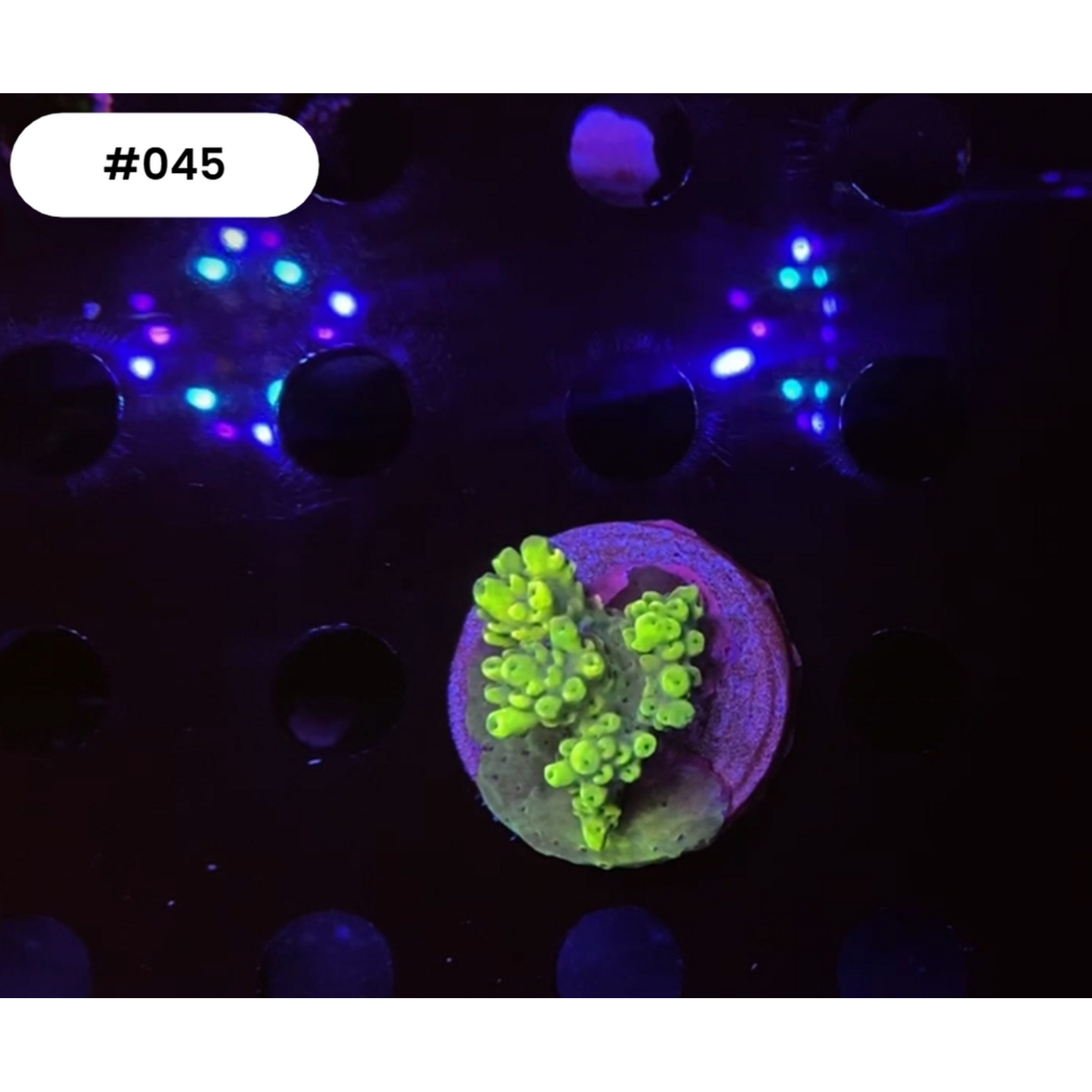 Indonesien A045 - Acro Ableger Green