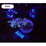 Indonesien 046 - Acro Ableger - AA Carduus Pacman