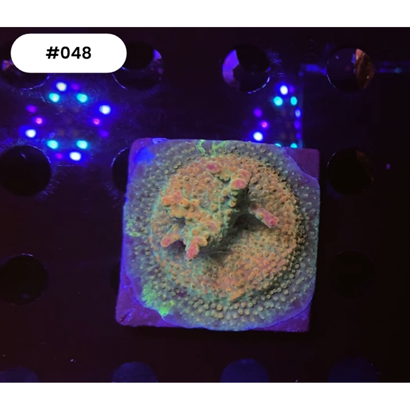 Indonesien 048 - Acro Ableger Red Multicolor