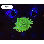 Indonesien A052 - Acro Ableger Green