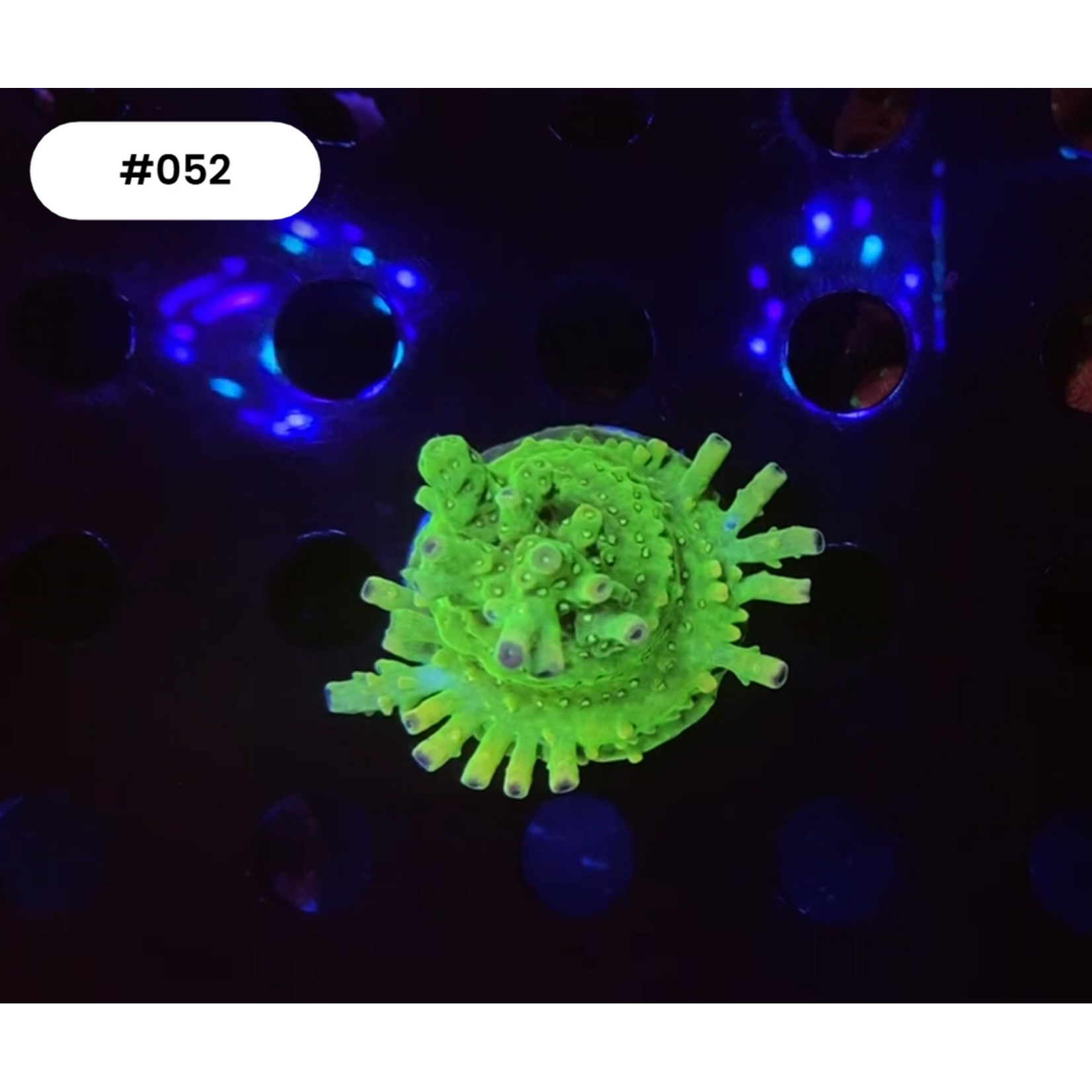 Indonesien A052 - Acro Ableger Green