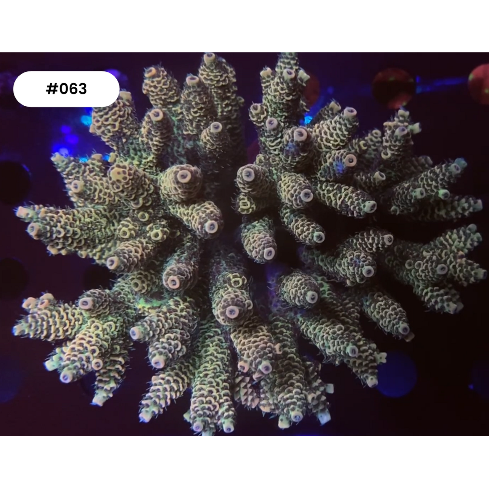 Indonesien A063 - Acropora Orange