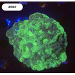 Indonesien A067 - Favia Green