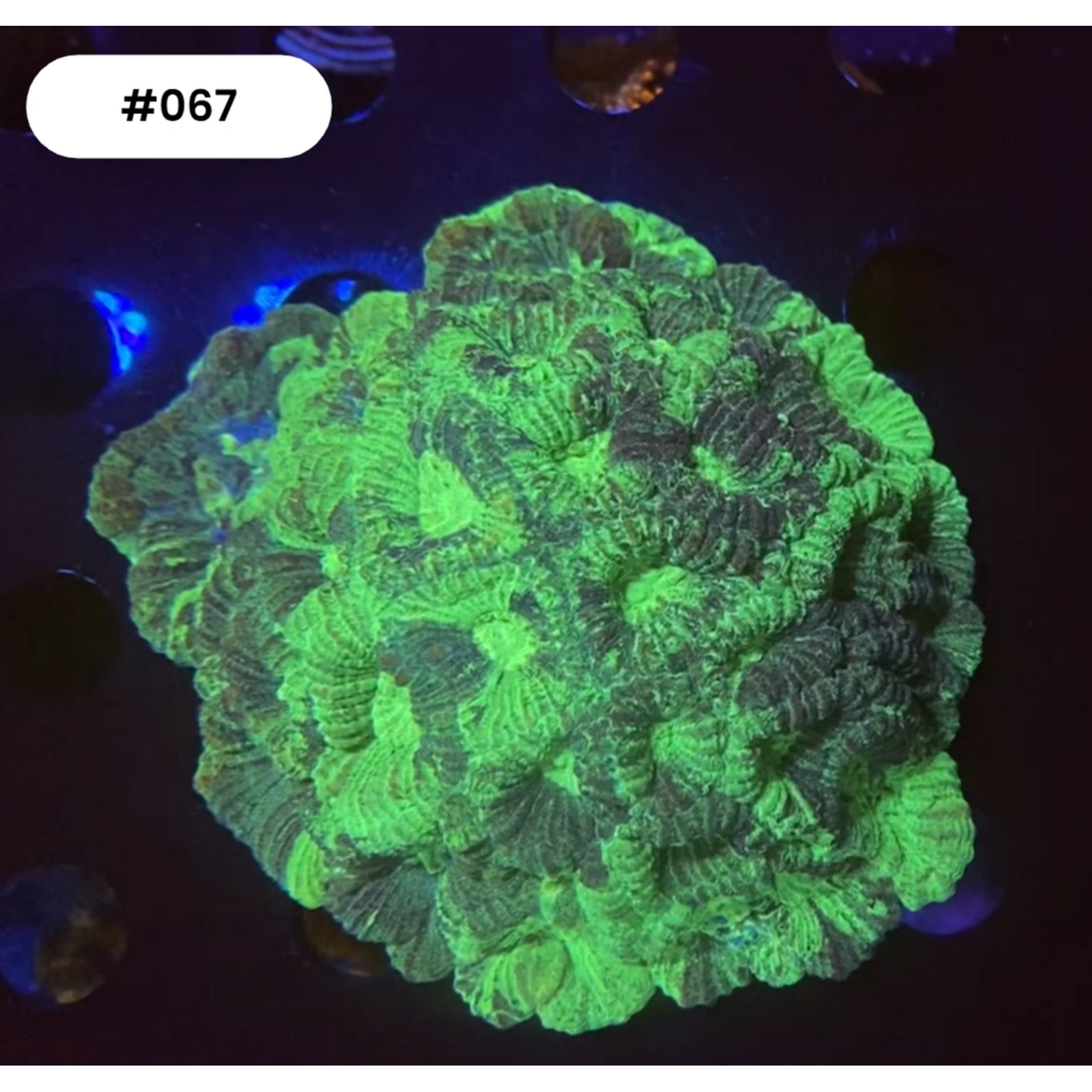 Indonesien A067 - Favia Green