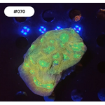 Indonesien A070 - Chalice Green / Yellow Eyes