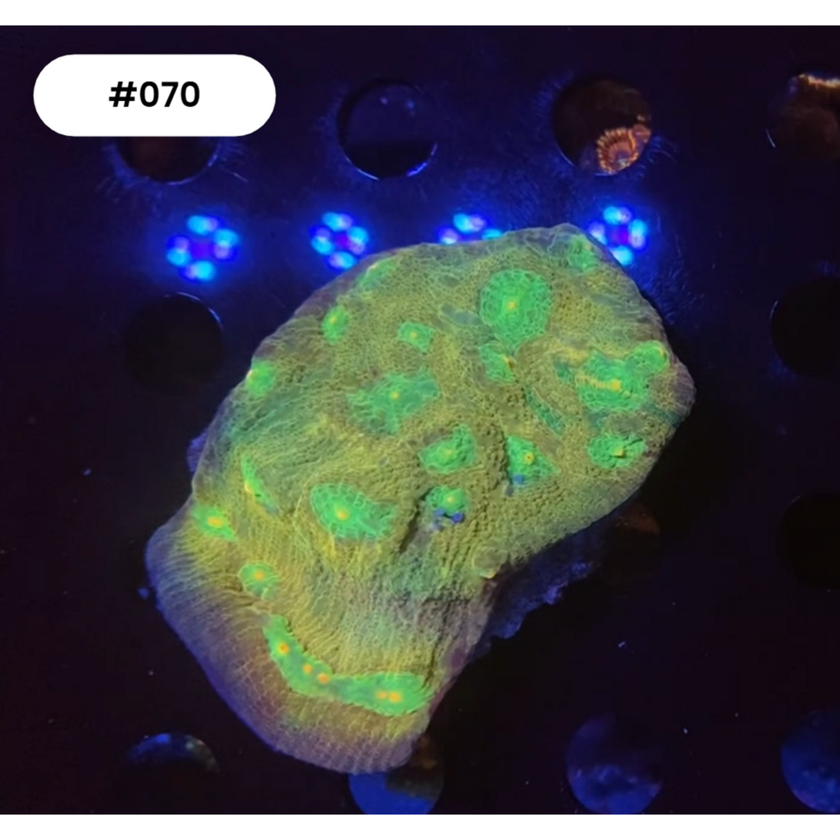 Indonesien A070 - Chalice Green / Yellow Eyes