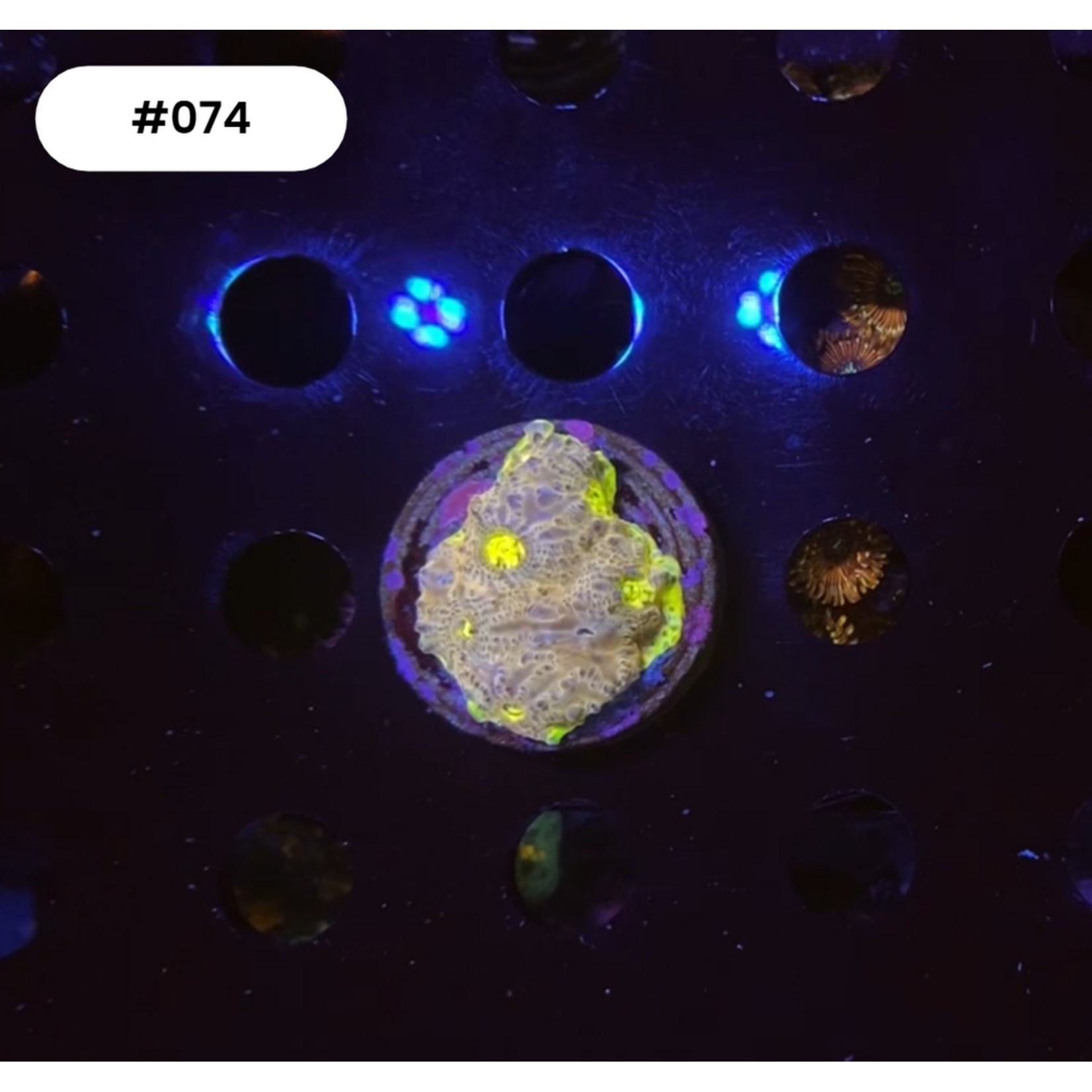 Indonesien A074 - Chalice Purple / Yellow Eyes