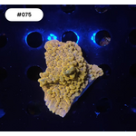 Indonesien A075 - Monti Ableger - AA Crazy-T