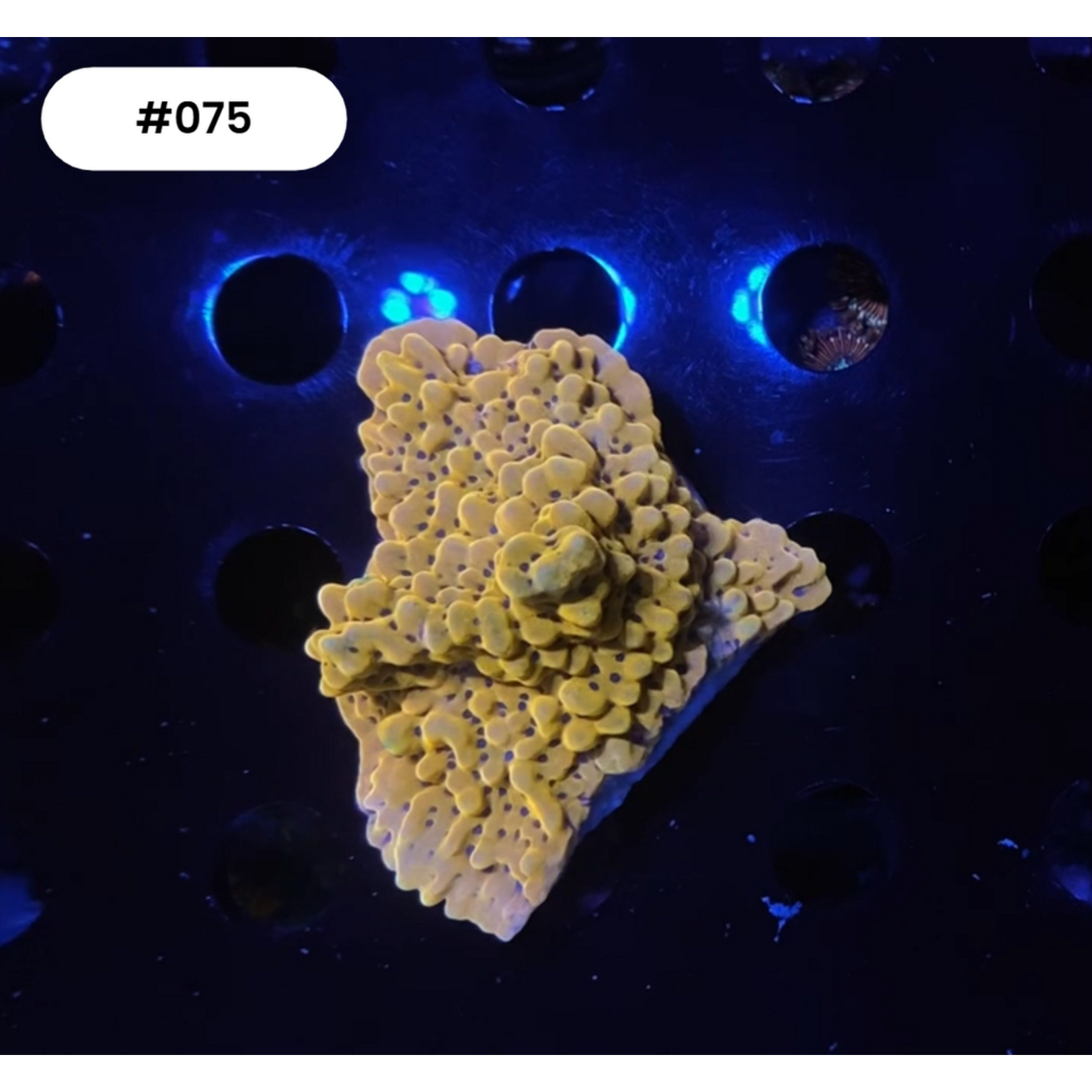 Indonesien A075 - Monti Ableger - AA Crazy-T