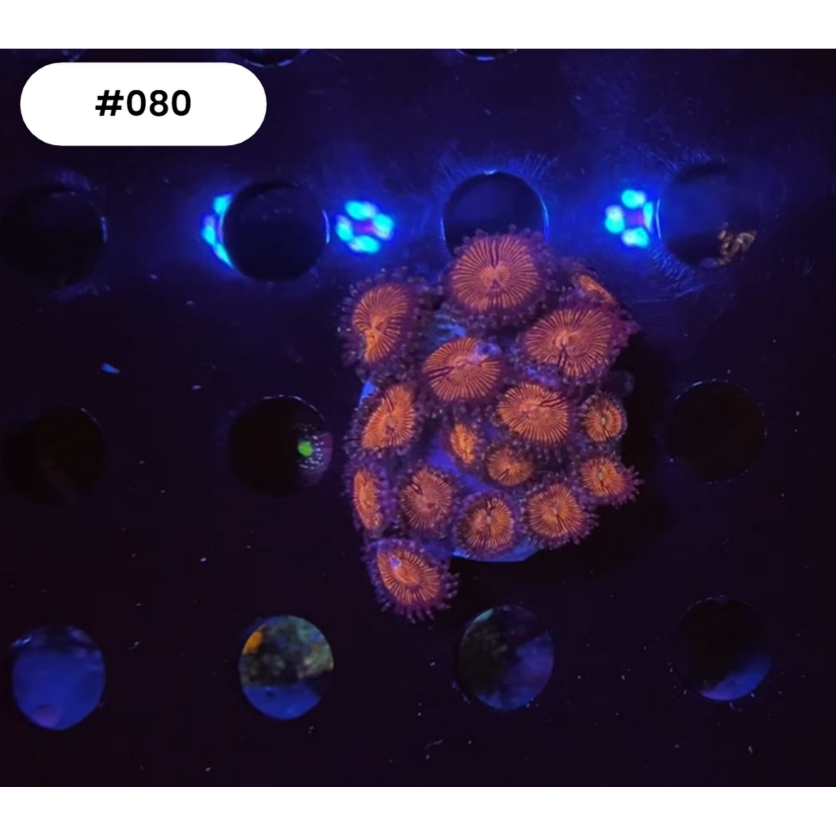 Florida / Karibik 080 - Zoa Ableger - AA Mambo Jambo